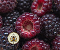 Organic Black Raspberry Seeds, Blackcap, Thimbleberry, Rubus Occidentalis RB0130