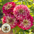 Mazurkia Scarlet Cream Zinnia Seeds, Zinnia Elegans ZE2425