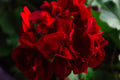Scarlet Geranium Seeds, Maverick Series, Pelargonium Zonale PZ0910