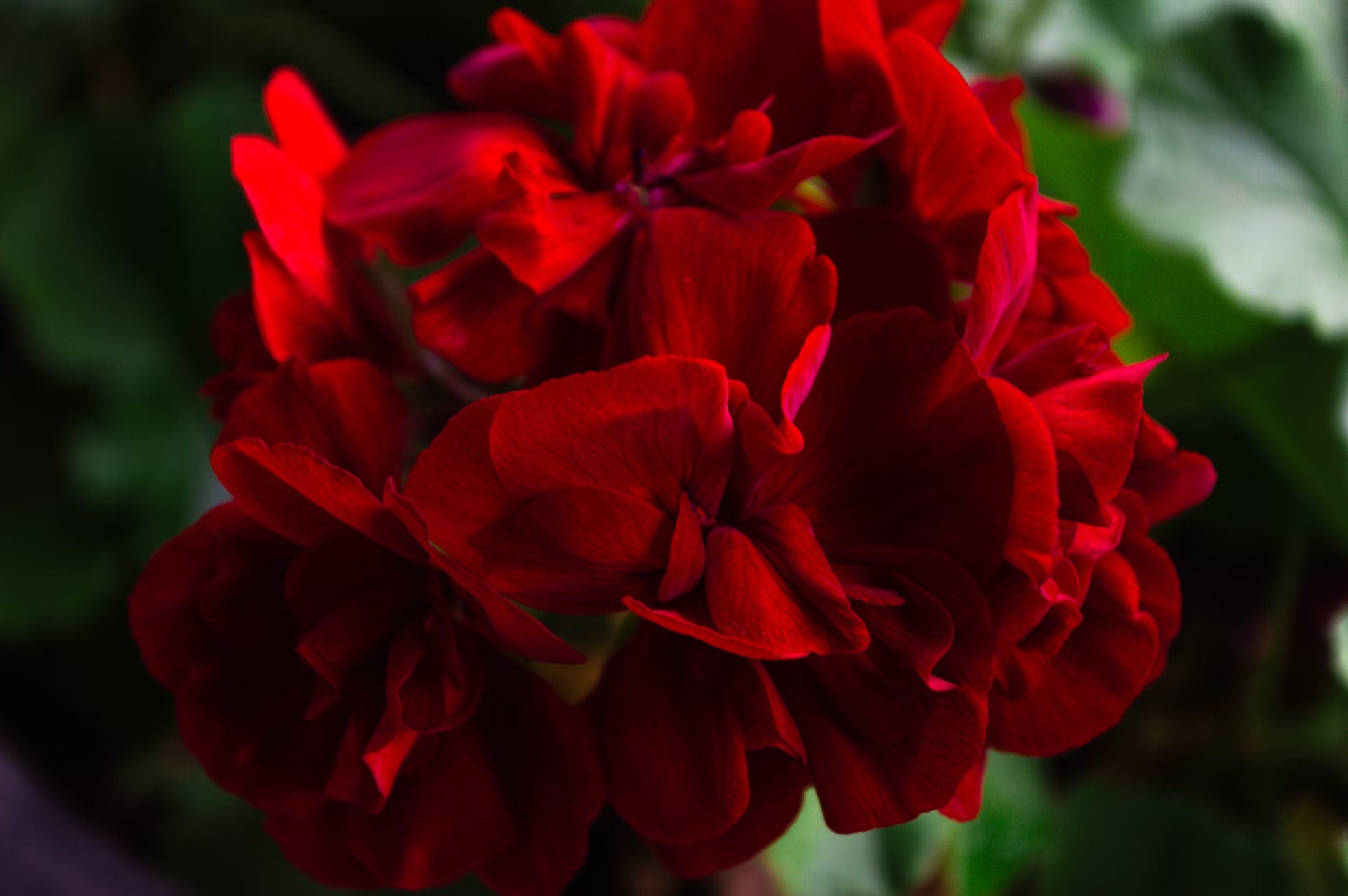 Scarlet Geranium Seeds, Maverick Series, Pelargonium Zonale PZ0910