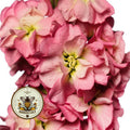 NEW! Rose Gold Antique Stock Seeds, Highly fragrant Column Stock, Matthiola Incana MA1750