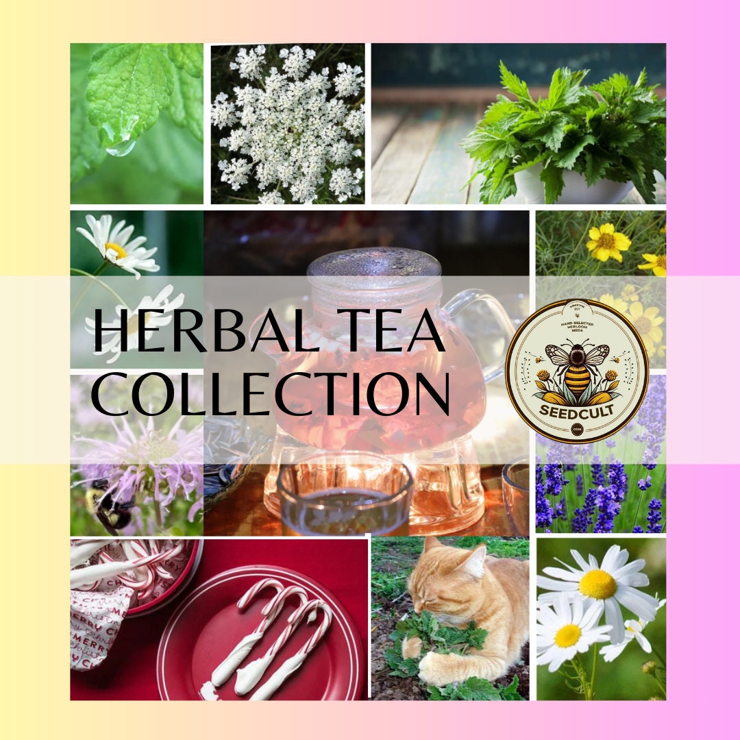 Herbal Tea Seed Collection in Gift Box, Sampler Gift, 10 Individual Packs, 100 Seeds Each, 01HT10