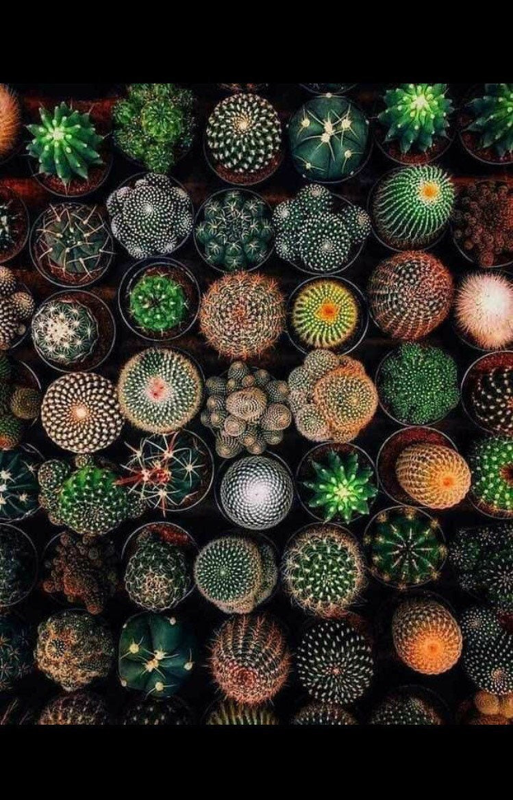 Mixed Cactus Seeds CA8050