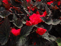 Non Stop Mocca Cherry Begonia Seeds, Black Foliage Begonia Tuberhybrida BG0120P