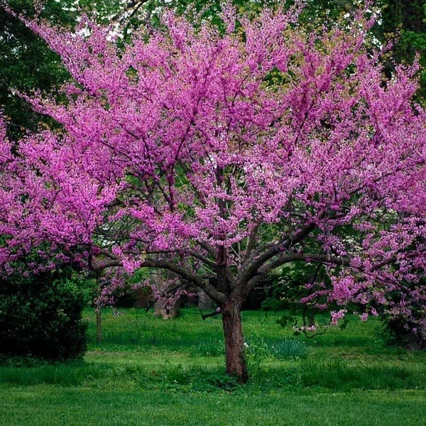 Eastern Redbud Tree Seeds, Bonsai, Cercis Canadensis CE8220R