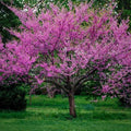 Eastern Redbud Tree Seeds, Bonsai, Cercis Canadensis CE8220R