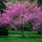 Eastern Redbud Tree Seeds, Bonsai, Cercis Canadensis CE8220R