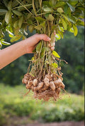 Organic Virginia Peanut Seeds, Arachis Hypogaea AR0210