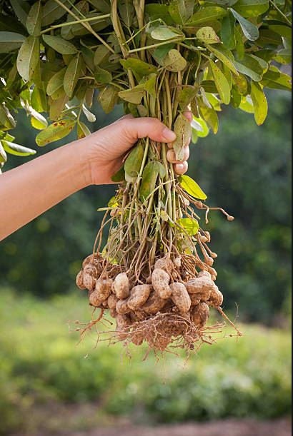 Organic Virginia Peanut Seeds, Arachis Hypogaea AR0210