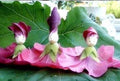 Bulk Mixed Color Hollyhock Seeds, Alcea Rosea AL8050