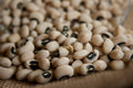 Bulk Organic California Black Eyed Pea Seeds, Vigna unguiculata VI0850