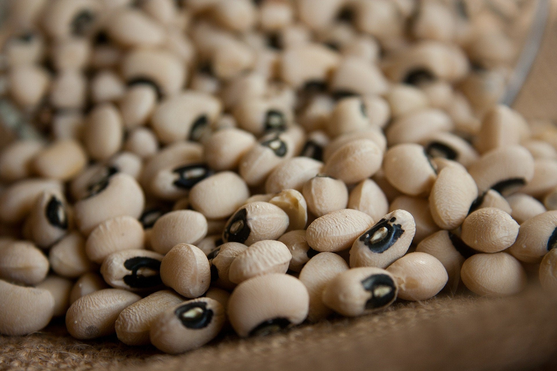 Bulk Organic California Black Eyed Pea Seeds, Vigna unguiculata VI0850