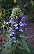 Bulk Great Blue Cardinal Flower Seeds, Lobelia Siphilitica LO211C