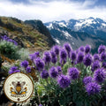 Purple Fringe Seeds, Blue Alpine Phacelia, Phacelia Sericea, PC0350