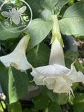 White Ballerina Devil‚ Trumpet Flower Seeds DA0210