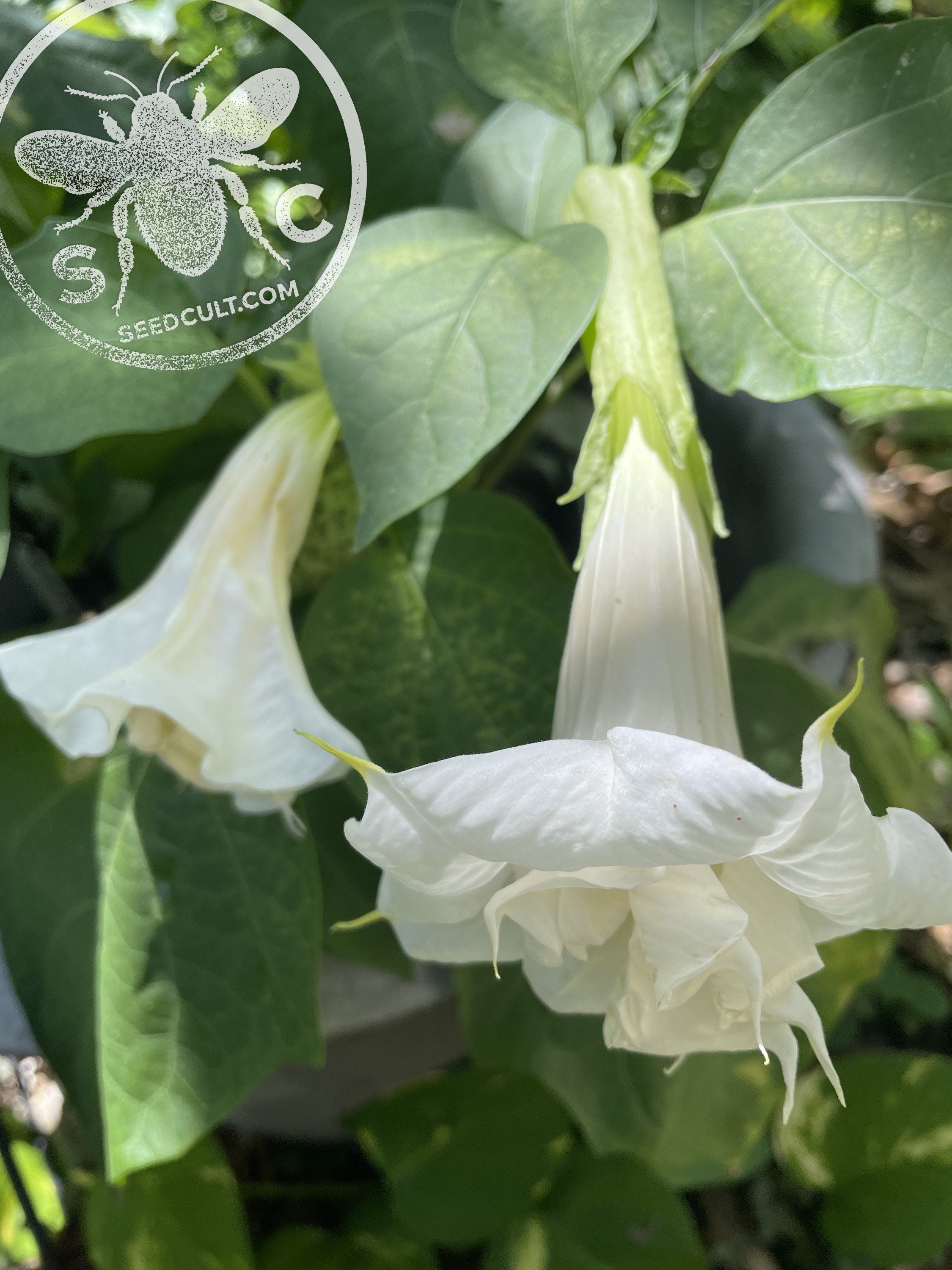 White Ballerina Devil‚ Trumpet Flower Seeds DA0210