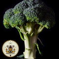 Waltham 29 Broccoli Seeds, Heirloom Non GMO, Brassica Oleracea, BR023C