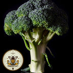 Waltham 29 Broccoli Seeds, Heirloom Non GMO, Brassica Oleracea, BR023C
