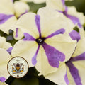 NEW! Grapeberry Shake Petunia Seeds, Pelleted for easier sowing and germination, Petunia Multiflora PE8525P