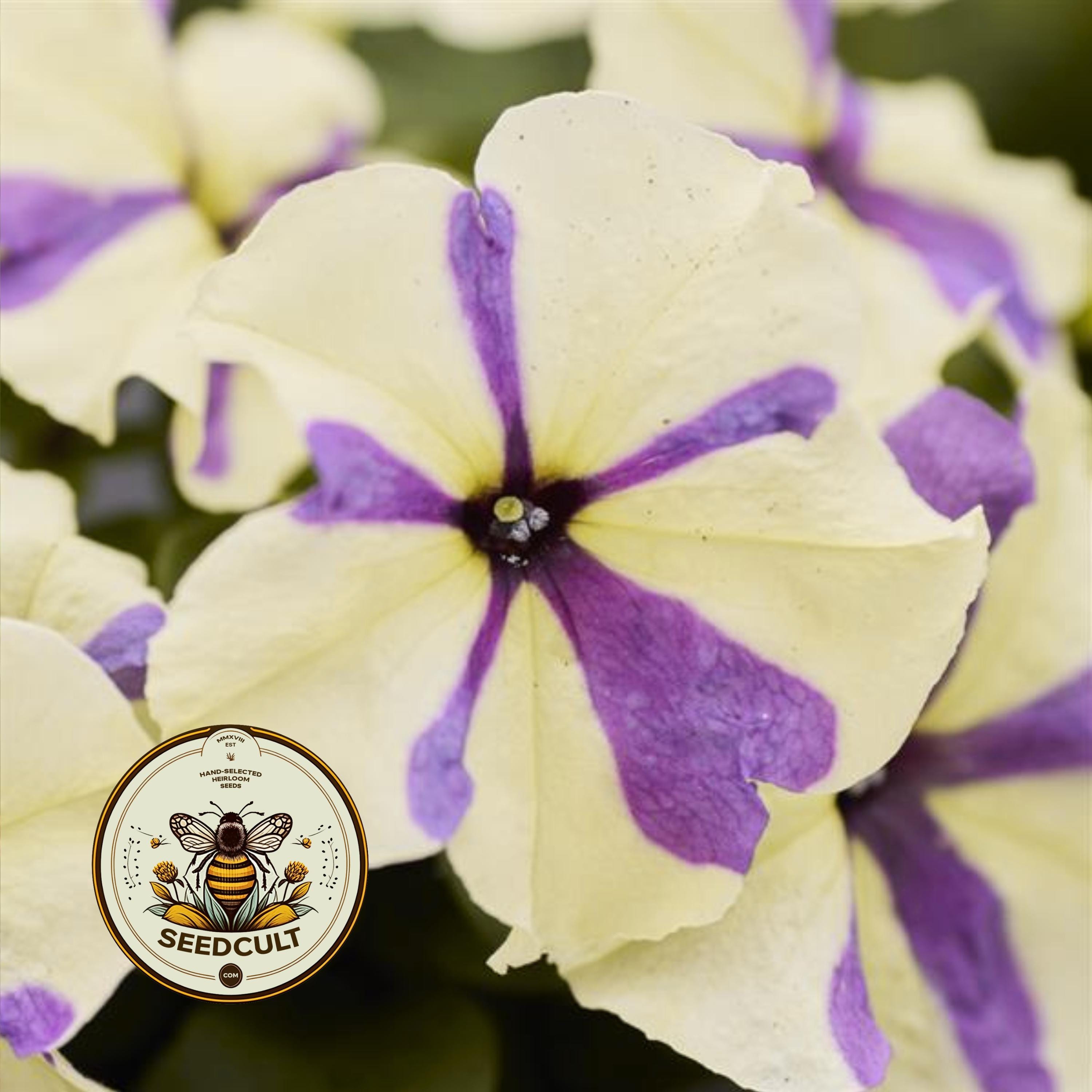NEW! Grapeberry Shake Petunia Seeds, Pelleted for easier sowing and germination, Petunia Multiflora PE8525P