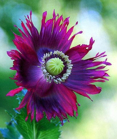 Drama Queen Floral Poppy Seeds, Purple and Hot Pink, PS083CR