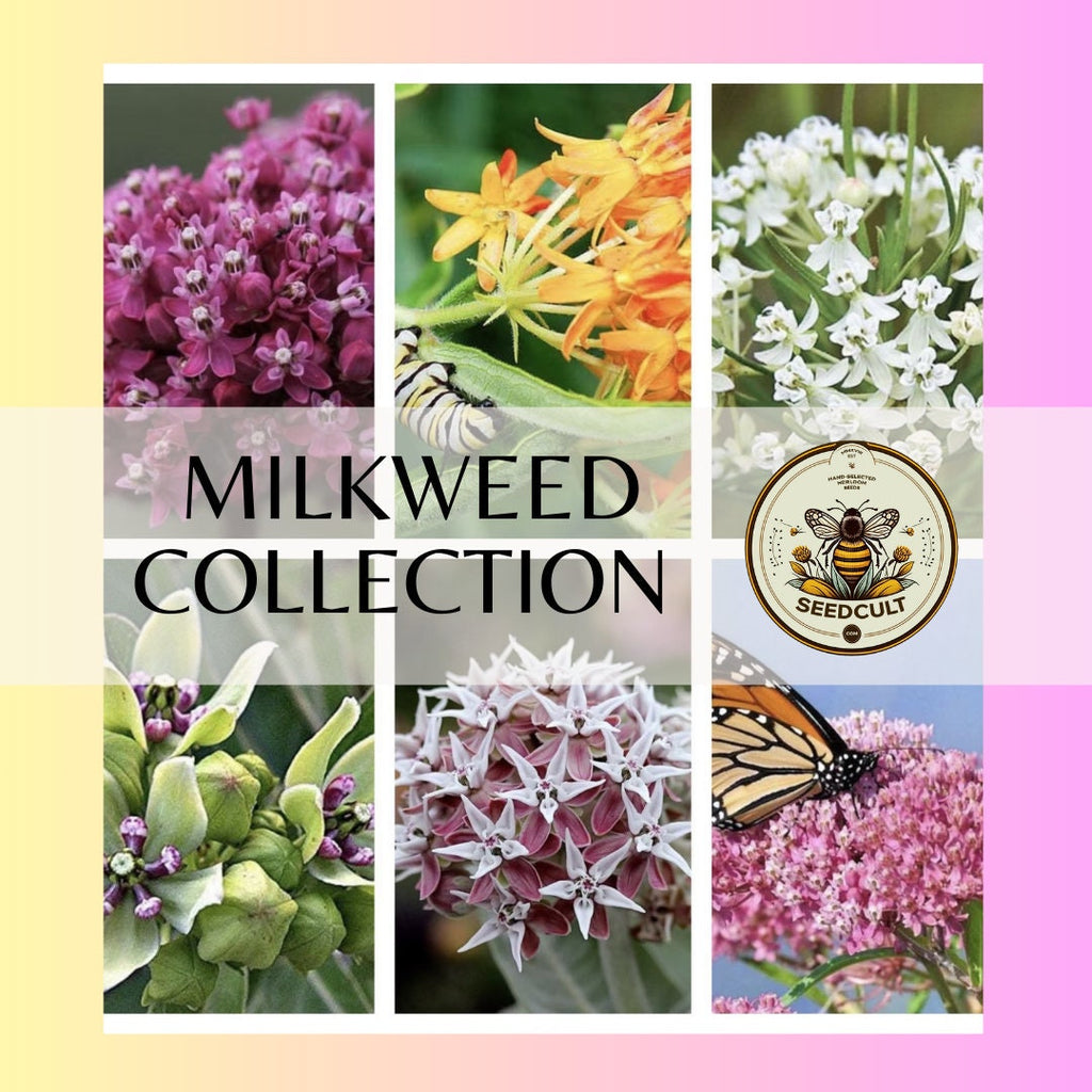 6 Pack Milkweed Collection (seeds are separated) Prairie, Common, Orange, Showy, Swamp and Whorled MW0720E
