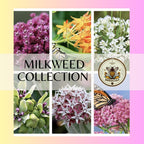 6 Pack Milkweed Collection (seeds are separated) Prairie, Common, Orange, Showy, Swamp and Whorled MW0720E