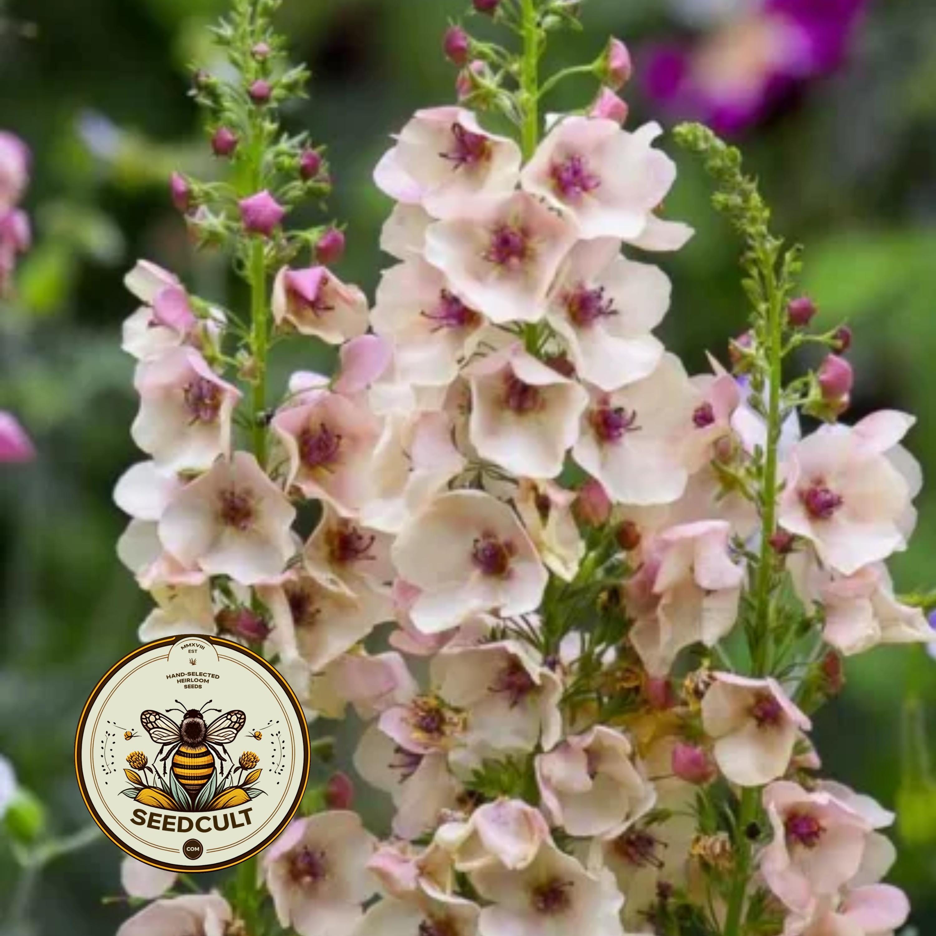 NEW! Southern Charm Mullein Seeds, Apricot, Peach Shades, Verbascum Hybrida VE0220P