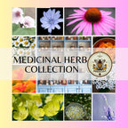Medicinal Herb Seed Collection in Gift Box, Sampler Gift, 10 Individual Packs, 01MH10