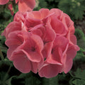 Salmon Geranium Seeds, Maverick Series, Pelargonium Zonale PZ0510