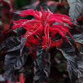 50 Molten Fire Amaranth Seeds, Edible plants, Amaranthus Gangeticus AM0350