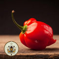 NEW! Red Habanero Pepper Seeds, Capsicum Annuum CH3525