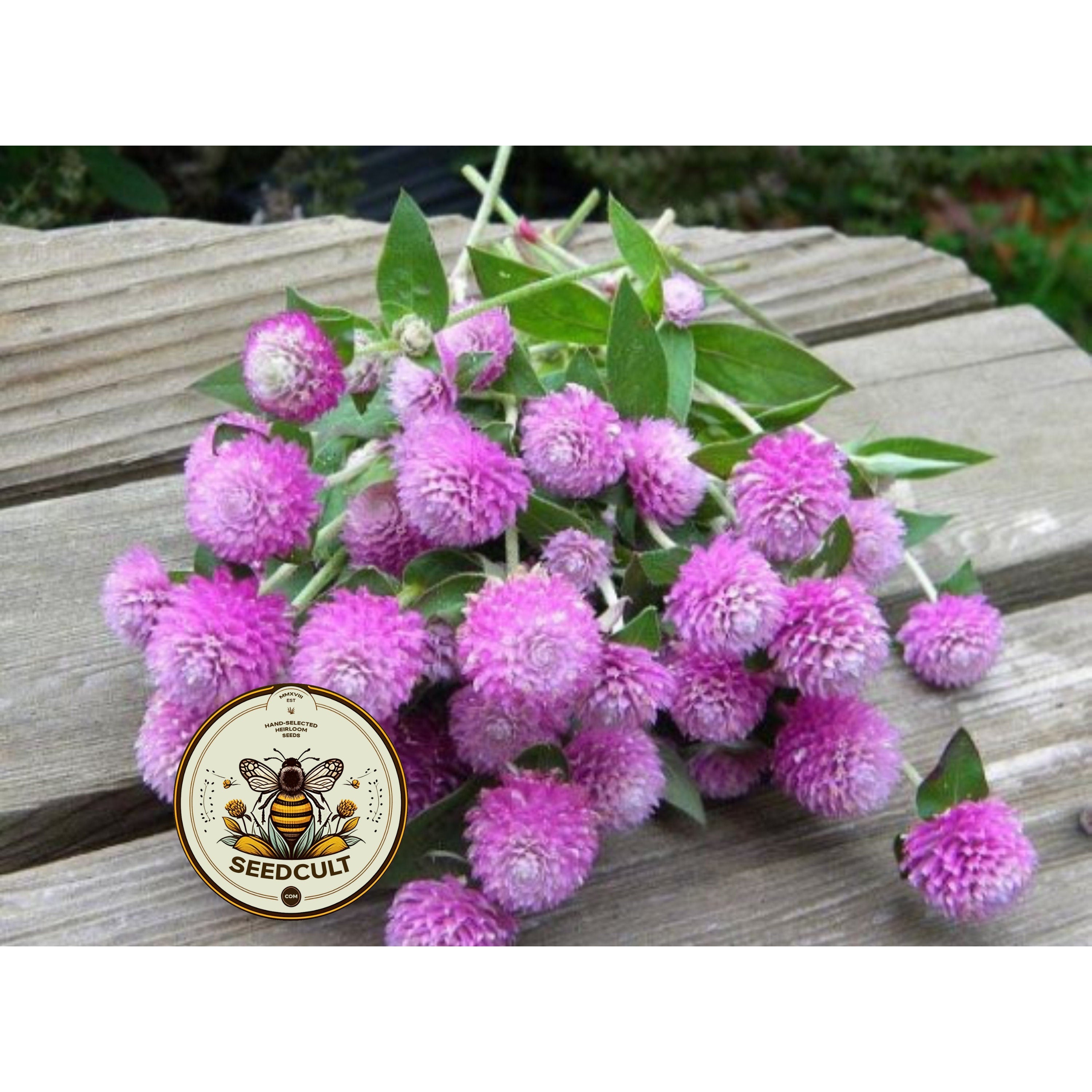 Lilac Gomphrena Seeds, Globe Amaranth QIS (Quality in Seeds) GO0420
