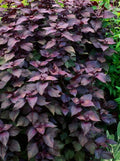 Bulk Purple Shiso Seeds, Sushi wrap, Japanese Cuisine, Perilla Frutscens PE022C