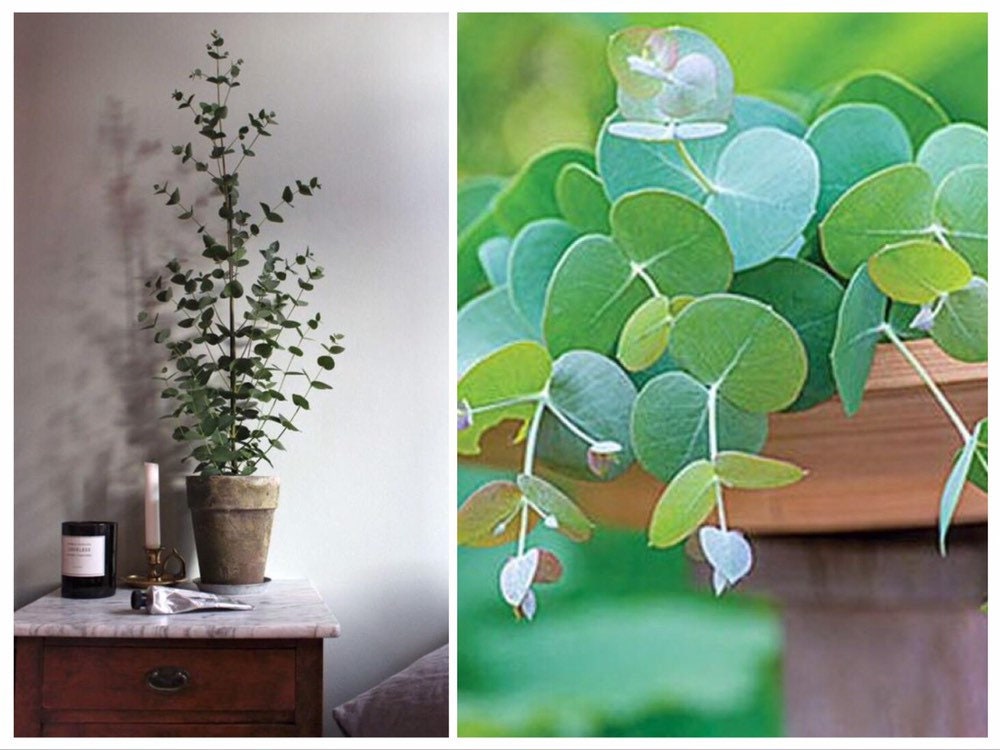 Silver Dollar Eucalyptus seeds, Eucalyptus Cinerea, Argule Apple, Indoor House Plant EU0520