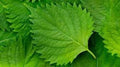 Bulk Green Shiso Seeds, Sushi wrap, Asian Cuisine, Perilla Frutescens, Green Ao PE012C