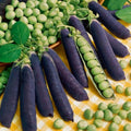 Purple Pod Sugar Magnolia Sweet Pea Seeds, Pisum Sativum PI0325