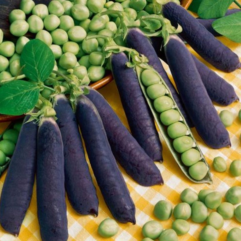 Purple Pod Sugar Magnolia Sweet Pea Seeds, Pisum Sativum PI0325