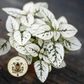 White Polka Dot Plant Seeds, Indoor Live House Plant, Hypoestes Phyllostachya, Perennial HY0410