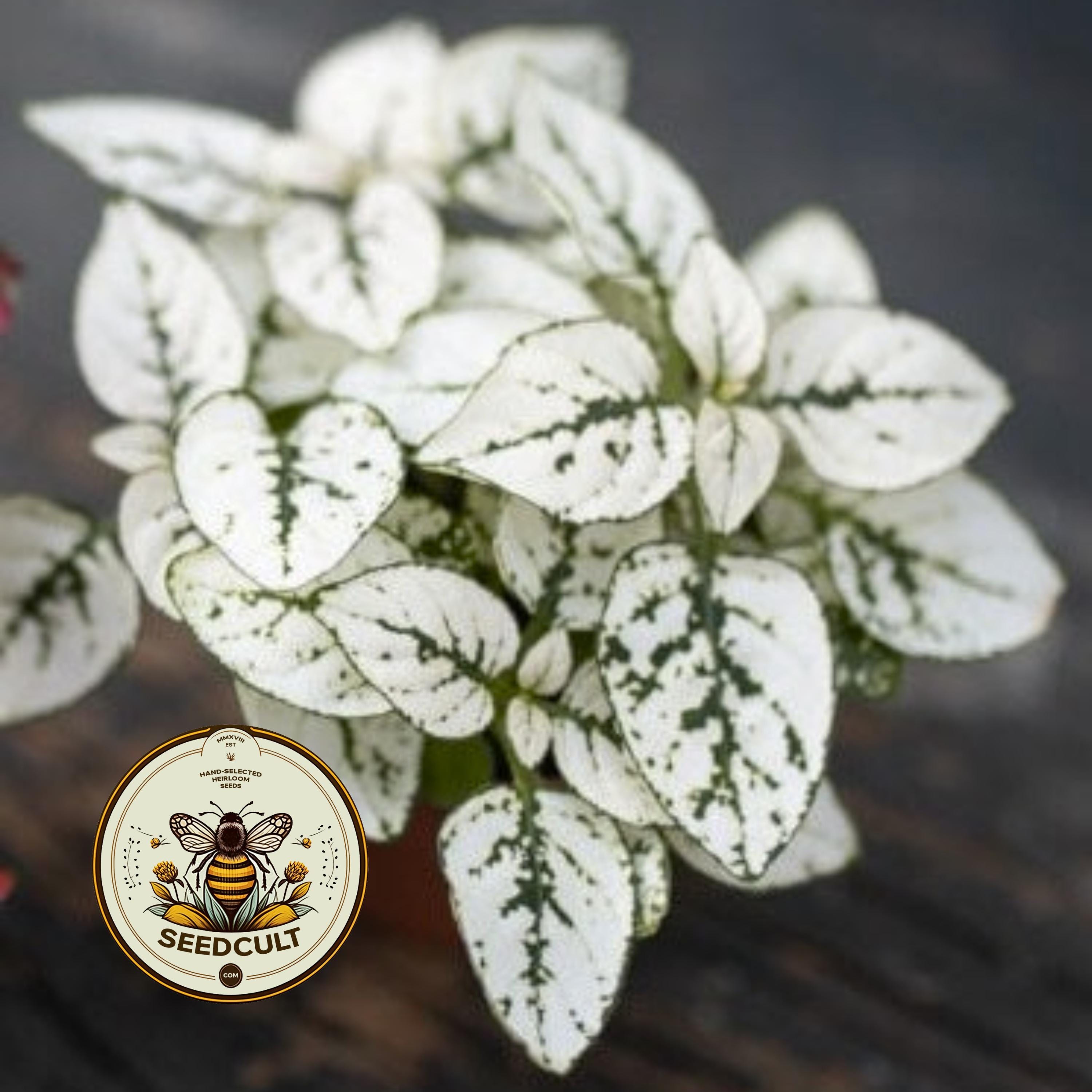 White Polka Dot Plant Seeds, Indoor Live House Plant, Hypoestes Phyllostachya, Perennial HY0410