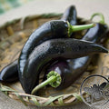 Count Dracula Pepper Seeds, Black Gothic Fang Hot Peppers, Capsicum Annuum, CH2110