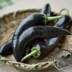 Count Dracula Pepper Seeds, Black Gothic Fang Hot Peppers, Capsicum Annuum, CH2110