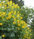 Cup Plant Seeds, Huge Native Wildflowers, Silphium Perfoliatum SI5025
