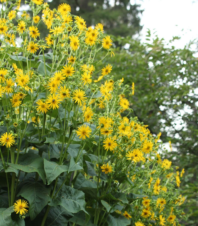 Cup Plant Seeds, Huge Native Wildflowers, Silphium Perfoliatum SI5025