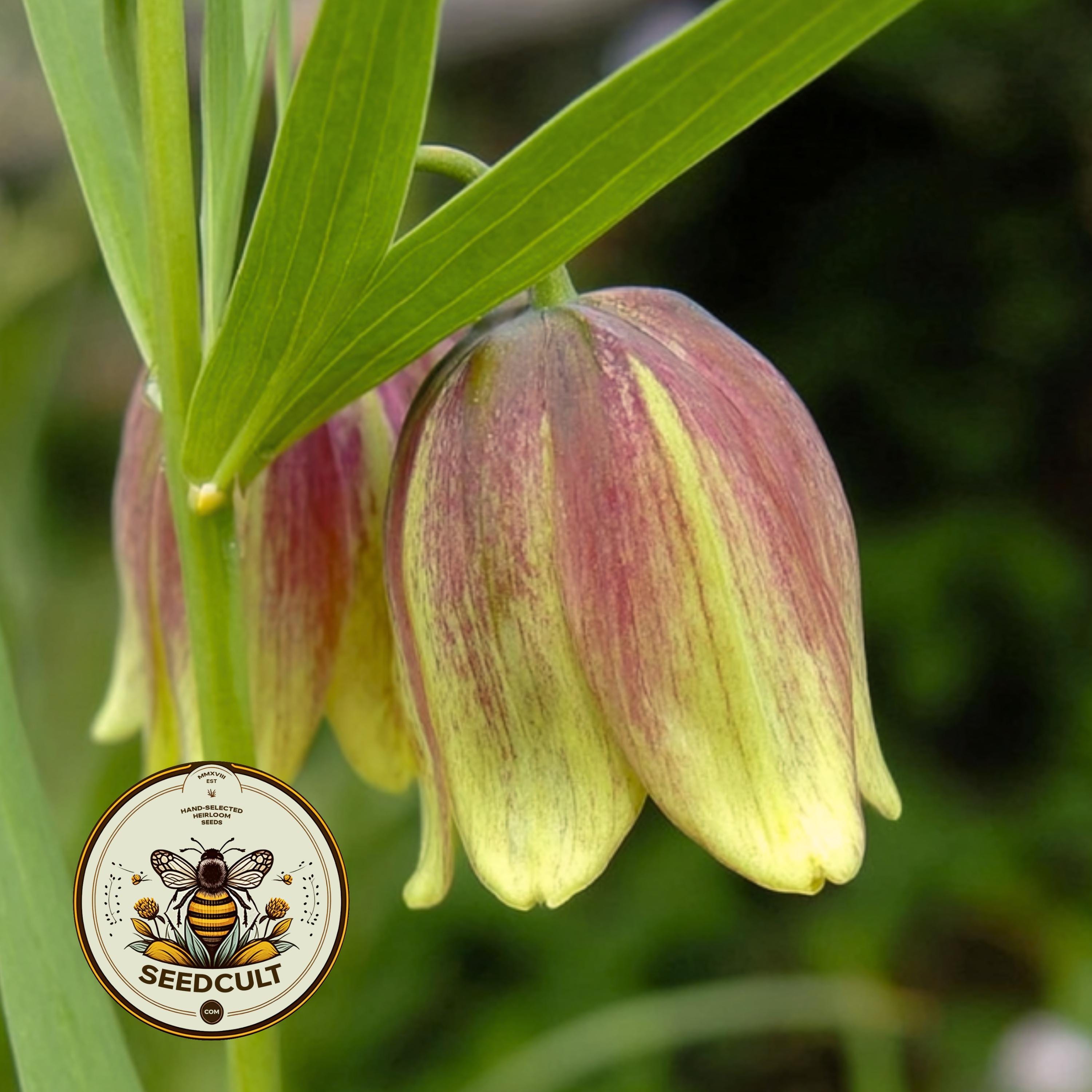 NEW! Pontica Fritillary Seeds, Fritillaria Pontica FR3210