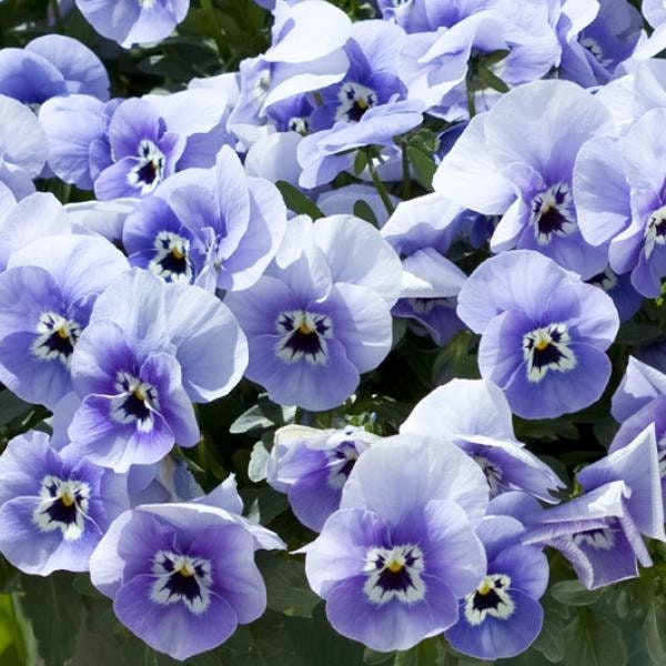 Freefall Marina Pansy Seeds, Viola X Wittrockiana, VL2420