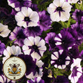 Purple Tie Dye Shock Wave Petunia Seeds, Pelleted for easier sowing and germination, Petunia Hybrida PE6410P
