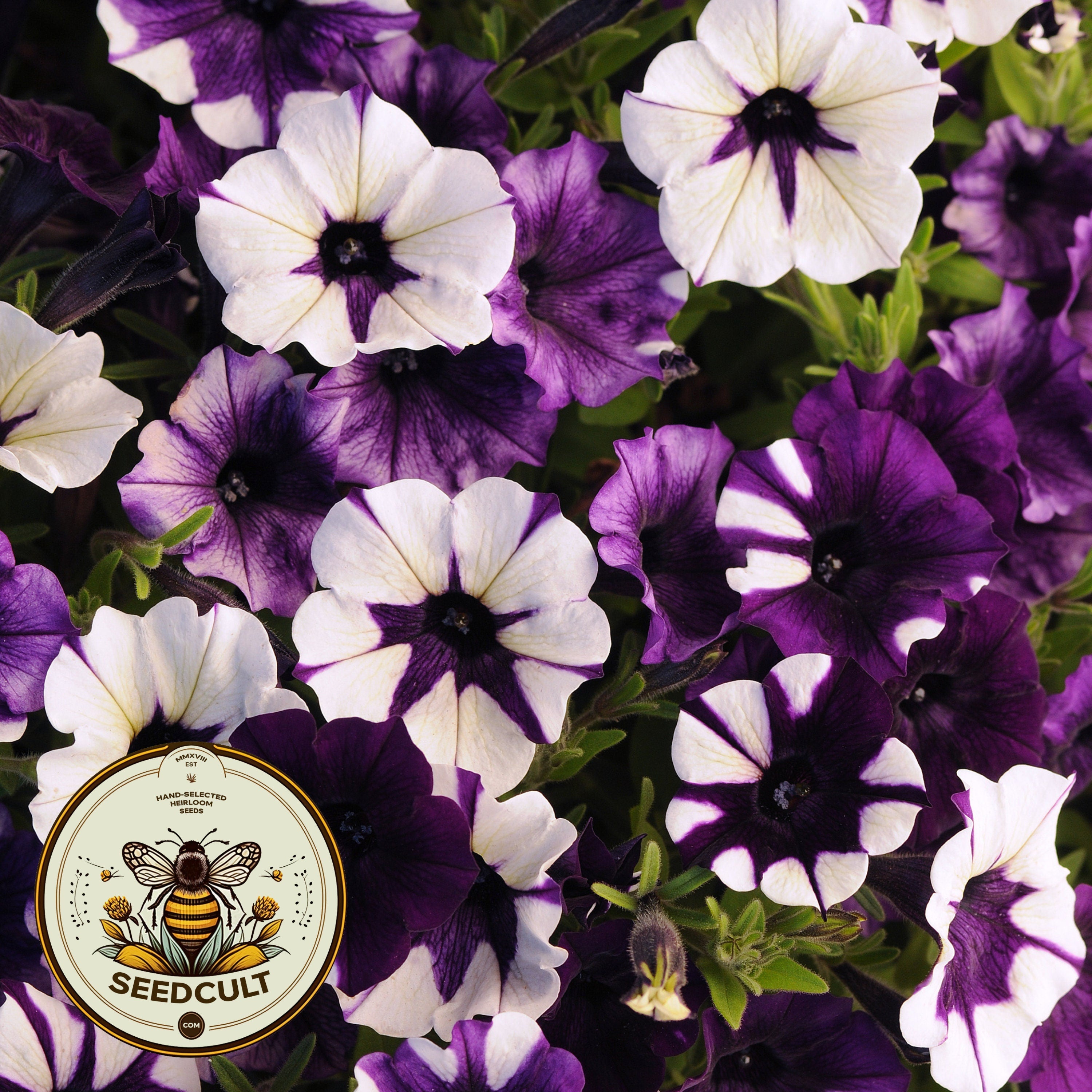 Purple Tie Dye Shock Wave Petunia Seeds, Pelleted for easier sowing and germination, Petunia Hybrida PE6410P
