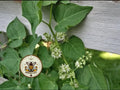 ORGANIC HONEYVINE MILKWEED