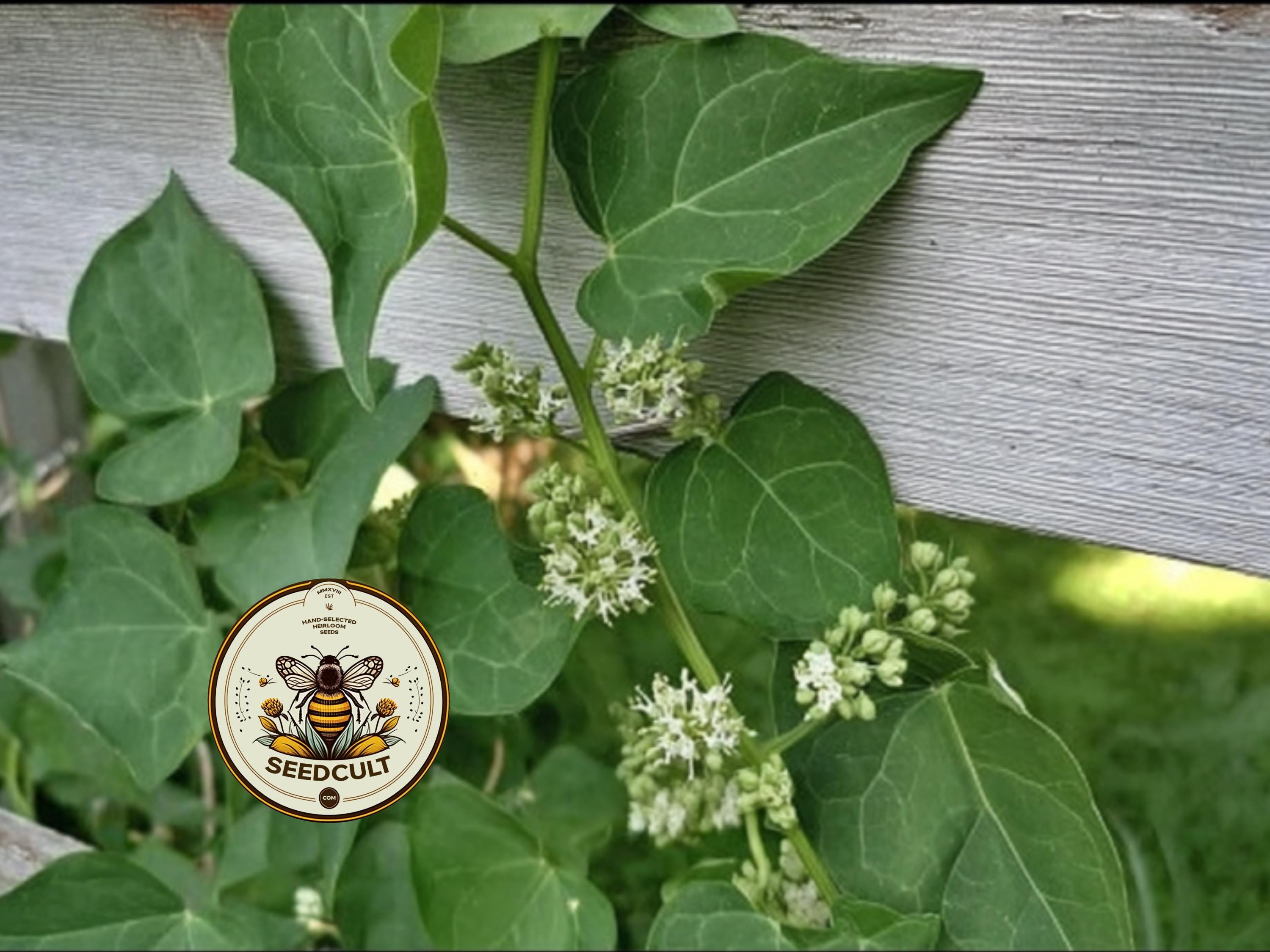 ORGANIC HONEYVINE MILKWEED